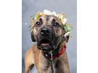 Adopt Duck Duck Goose-ADOPTED a German Shepherd Dog, Mixed Breed