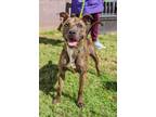 Adopt Soho (in foster) a Mixed Breed