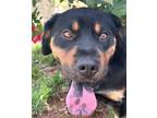 Adopt Scarlett a Rottweiler, Chow Chow