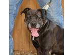 Adopt Frannie a Boxer, Pit Bull Terrier