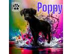 Adopt O-0424-14 Poppy a Black Labrador Retriever