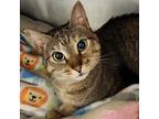 Adopt Kitty Belle a Domestic Short Hair