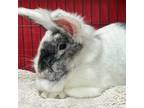 Adopt Summer a Lionhead