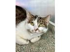 Adopt Yuliana a Manx, Domestic Short Hair