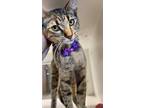 Adopt Sparkle a Domestic Short Hair