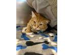 Adopt Mimosa a Domestic Medium Hair, Domestic Short Hair