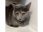 Adopt Luna a Domestic Short Hair