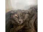 Adopt Romona a Domestic Long Hair