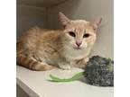 Adopt Kiki a Domestic Short Hair