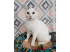 Adopt Chloe a Domestic Short Hair