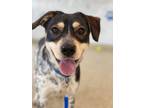 Adopt Callie a Beagle, Mixed Breed