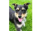 Adopt Quinn a Schnauzer, Cairn Terrier