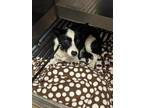 Adopt Bindi a Border Collie, Mixed Breed