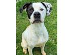 Adopt Carrie a Pit Bull Terrier, Mixed Breed