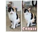 Adopt Cookie a Calico