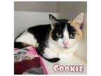 Adopt Cookie a Calico