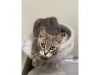 Adopt Selene a American Shorthair