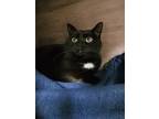 Adopt Ella a Domestic Short Hair