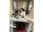 Adopt Rue a Domestic Short Hair