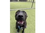 Adopt Mrs. Jumbo a Pit Bull Terrier, Mixed Breed