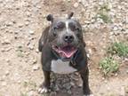 Adopt Laila a Pit Bull Terrier