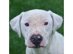 Adopt Chickpea a Mixed Breed