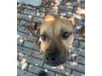 Adopt Annika a Pit Bull Terrier, Mixed Breed
