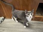 Adopt Hallie a Domestic Short Hair