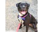 Adopt Sue a Mixed Breed