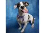 Adopt Daria a Mixed Breed