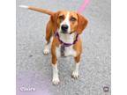 Adopt Claire a Beagle, Mixed Breed