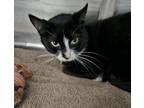 Adopt Biscuit a Domestic Short Hair