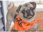 Adopt Bella #1 a Pug