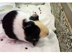 Adopt AZULA a Guinea Pig