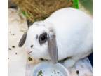 Adopt MISO a Holland Lop