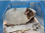 Adopt YUE a Guinea Pig