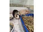 Adopt ISOLA a Guinea Pig