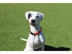 Adopt Willow a Pointer, Mixed Breed
