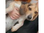 Adopt Amber a Beagle