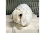 Adopt Bell a American Fuzzy Lop