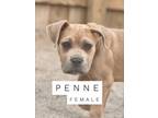 Adopt Penne a Mastiff, Mixed Breed