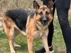 Adopt Lahr-F a German Shepherd Dog