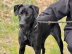 Adopt Solei a Labrador Retriever, Mixed Breed