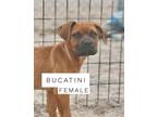 Adopt Bucatini a Mastiff, Mixed Breed