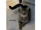 Adopt Pandora a Domestic Short Hair