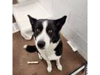 Adopt Junie a Collie