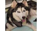 Adopt Eve a Siberian Husky, Husky