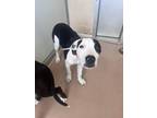 Adopt Bailey 30223 a Pit Bull Terrier, Mixed Breed