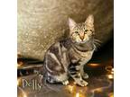 Adopt Dolly 123673 a Domestic Short Hair