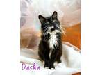 Adopt Dasha 30160 a Domestic Long Hair